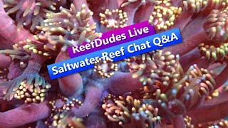 ReefDudes Saltwater Reef Chat Live Q&A