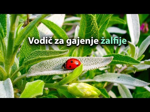 Vodič za gajenje žalfije