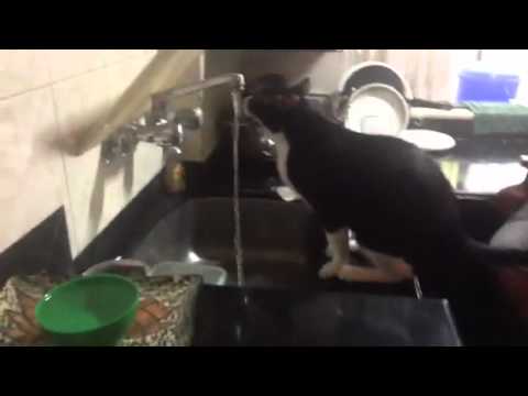 Dr pinto's watering hole