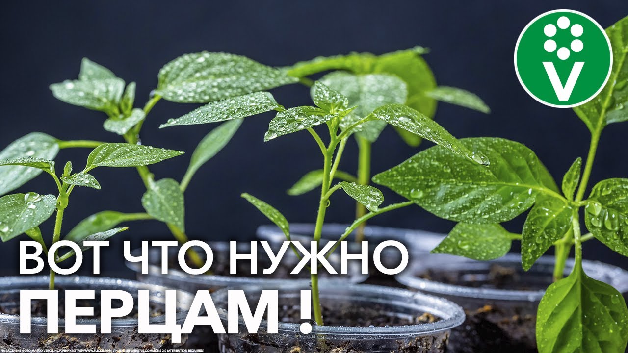 Первая и очень важная подкормка перца! Не упустите момент!