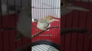 Download lagu Anakan Prenjak Kepala Merah || Prospek Belajar Menata Lagu mp3