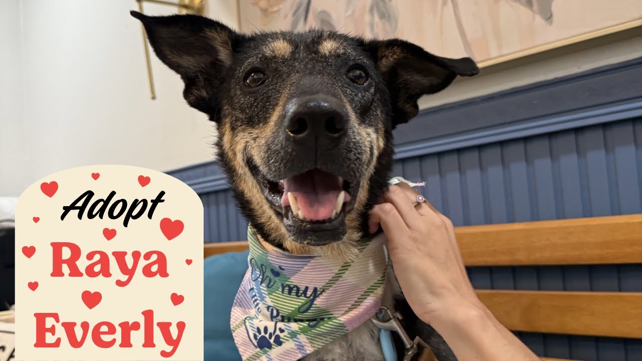 Enlarge Raya Everly The Love Story That Grows, a Adoptable mixed breed in Orem, UT video 6/6