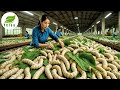 Millions of Silkworms at Work 💥 The True Secret of Silk Fabric Revealed