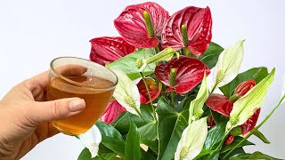 Gießen Sie die Wurzeln nur einmal! Blumen blühen das ganze Jahr über
