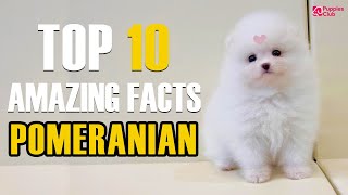 Amazing Things About Pomeranian Dogs | Is Pomeranian Right For You