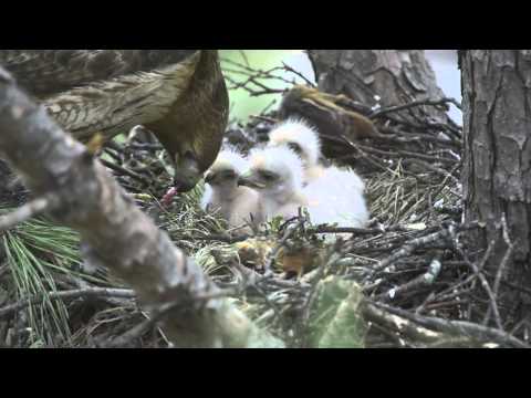 Watch Mother Red Tailed Hawk Feed Her Babies