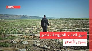 سهل الغاب.. المزروعات تتضرر بسيول الأمطار