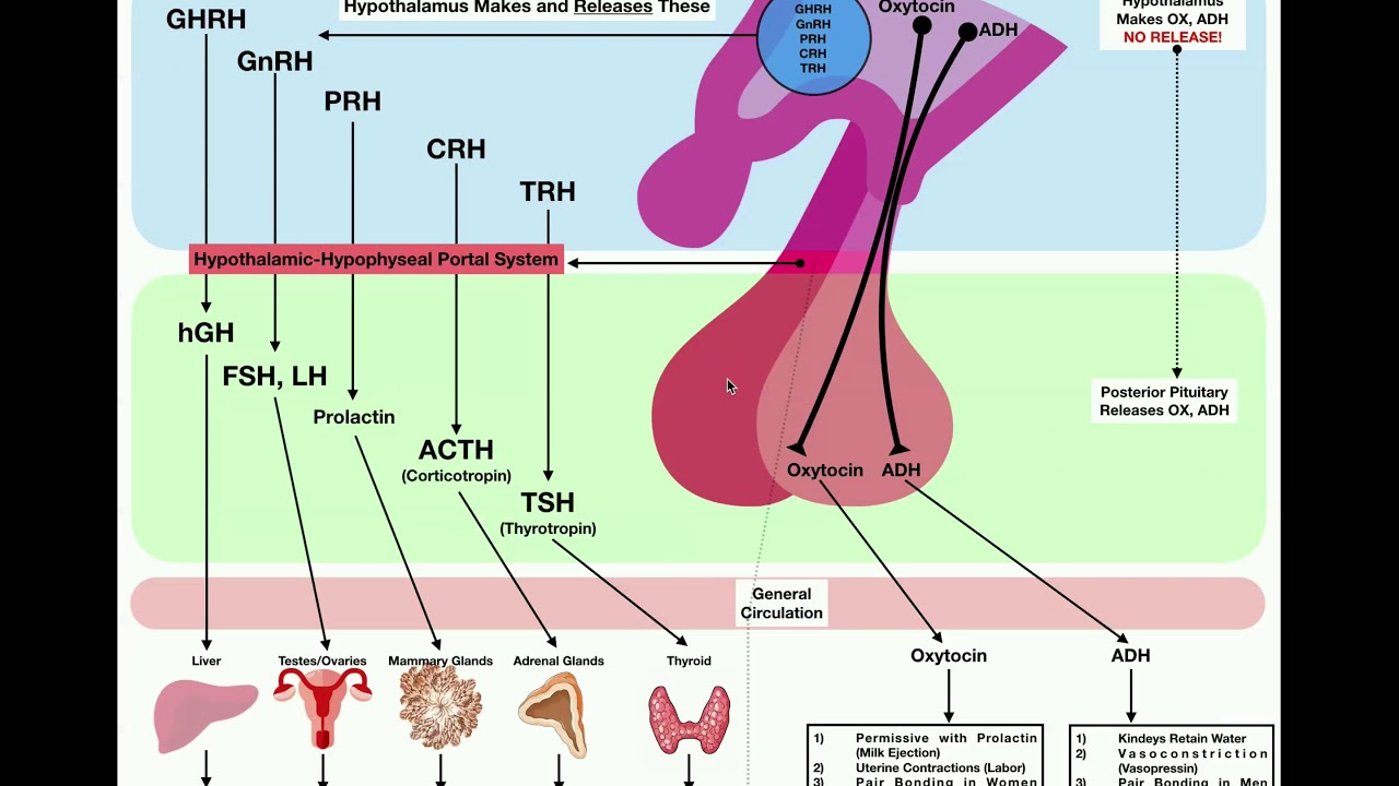 The Endocrine System | Summary of the Anterior Pituitary