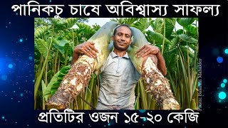 পানিকচু চাষে অবিশ্বাস্য সাফল্য নিউটনের