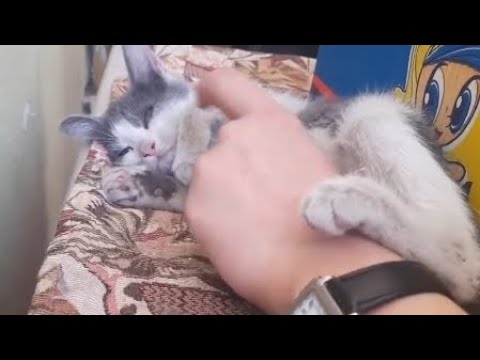 Very cute 2 kittens