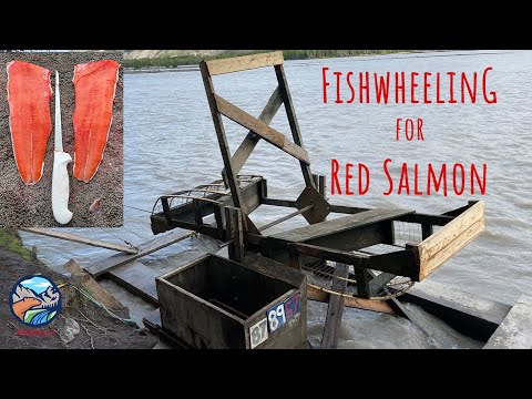Catching Copper River Red Salmon Using a Fishwheel