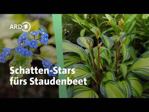 Tolle Pflanzen für schattige Standorte | MDR Garten