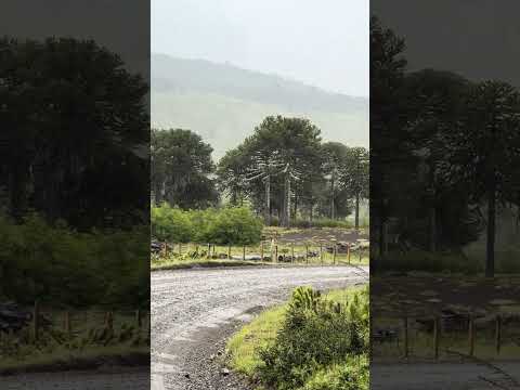 Camino la Fusta,Lonquimay 🇨🇱 #chile #naturaleza #nature #araucania #turismo #travel #araucaria