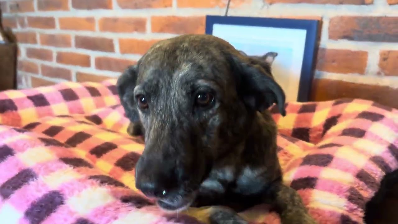 Stormie, a Adoptable Mixed Breed in Encino, CA video 6/6