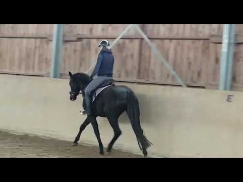 Bohm, Zuchtstute v  Sir Donnerhall Fürst Nymphenburg