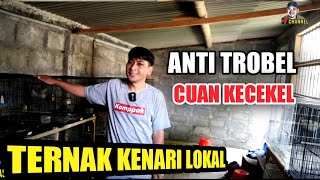 Download lagu TETAP PROFIT...!! Bertahan Ternak Kenari Lokal di tengah Gempuran Kenari Impor mp3