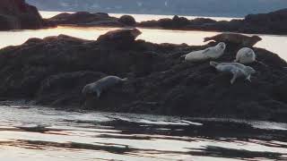 preview picture of video 'Snoozing Seals at Sunset in Passamaquoddy Bay'