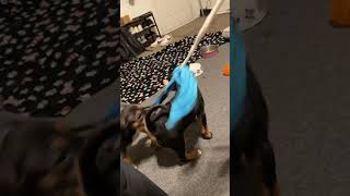 Video preview image #1 Mutt Puppy For Sale in Holly Springs, NC, USA