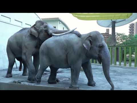 Elephants In Love - Romance Times For Elephants