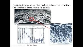 Desarrollo SN 2 Histogénesis