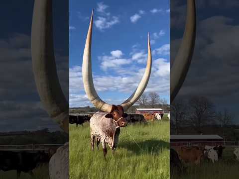 அதிக கால்நடைகளை கொண்ட 3 நாடுகள் 🔥 | CATTLE 🐄 | Tamil Amazing Facts | Shorts