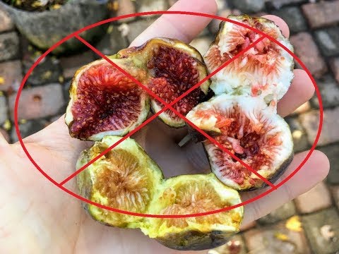 download lagu mp3 mp4 Fig Tree Not Bearing Fruit, download lagu Fig Tree Not Bearing Fruit gratis, unduh video klip Fig Tree Not Bearing Fruit