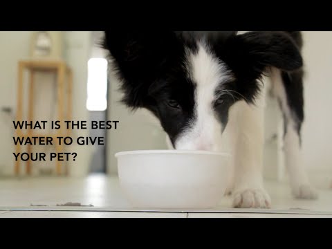 Should You Give Your Pets Filtered Water?