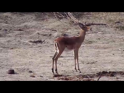 Djuma: One Impala ram has disfigured left antler - 14:07 - 07/24/20