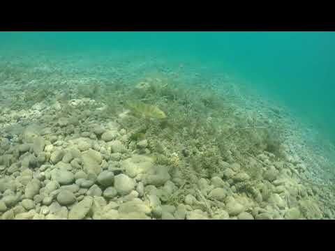 Hindisheim 1er juillet 2018