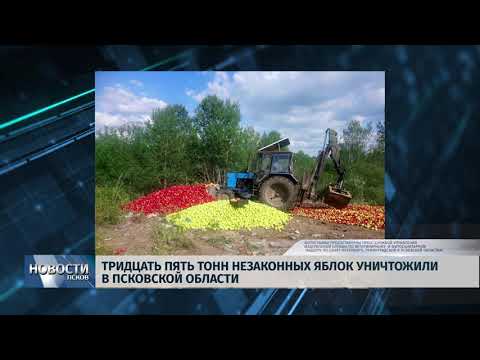 18.06.2019 / Тридцать пять тонн незаконных яблок уничтожили в Псковской области
