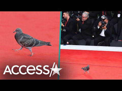 This Pigeon Steals The Show At 2023 Venice Film Festival Red Carpet