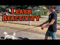 Taking A Leash Reactive Small Dog On A Walk