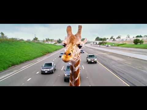 The Hangover - Part III (2013) Giraffe Scene