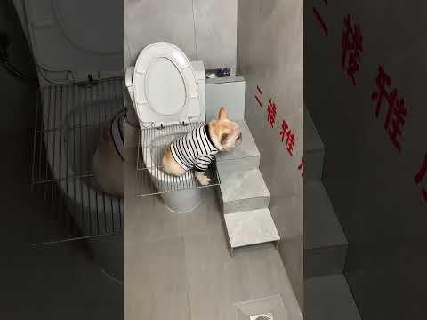 The owner goes to work and leaves the hairy child at home alone. Unexpectedly, it actually... A sc