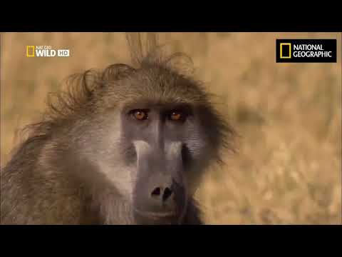 Ultimate Honey Badger . Snake Killer .  NatGeo Wild