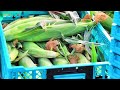 彩り豊かなつなん野菜のサムネイル
