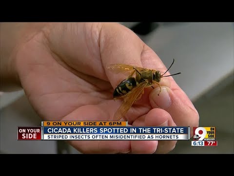 download lagu mp3 mp4 Are Digger Wasps Dangerous, download lagu Are Digger Wasps Dangerous gratis, unduh video klip Are Digger Wasps Dangerous