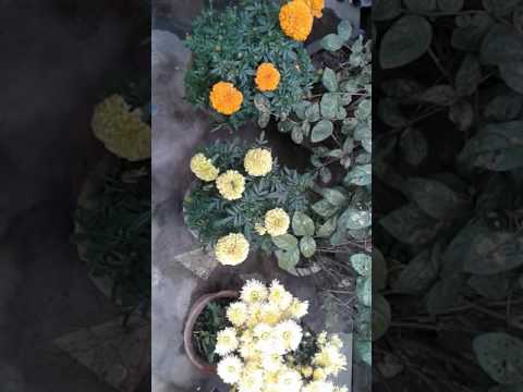 The best flowers of howrah in chatterjee hat soumitra parui special flowers