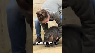 How we weigh baby hippos! 🥹🦛  -  🎥 tanganyikawildlifepark