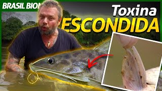 Miniatura do vídeo