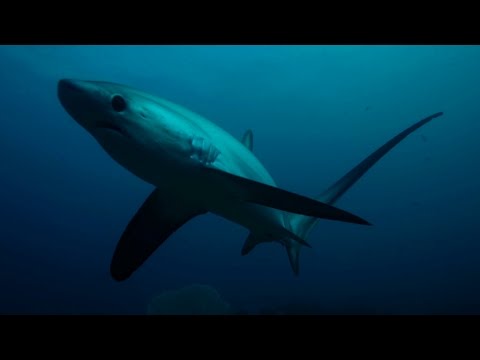 download lagu mp3 mp4 Ninja Shark, download lagu Ninja Shark gratis, unduh video klip Ninja Shark