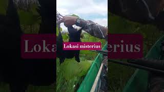 Download lagu Burung mandar biru mp3