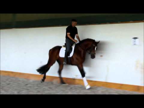 Flamini n. Fürst Grandios, geb. 2011