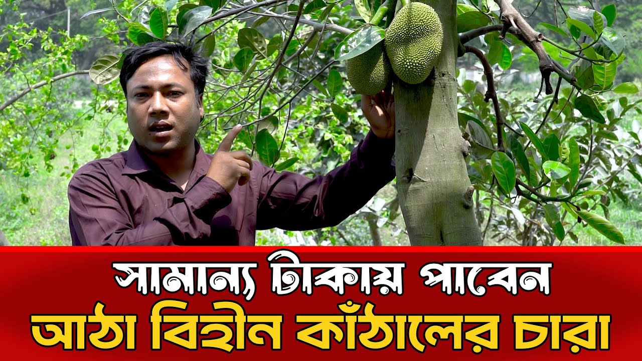 আঠাবিহীন বারোমাসী কাঠালের চারার জন্য আর বিড়ম্বনা নয়