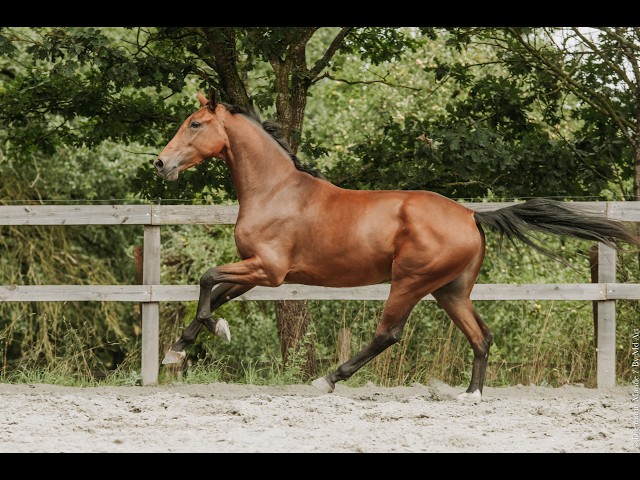 Hongre - KWPN - 4 ans - Dressage - France 