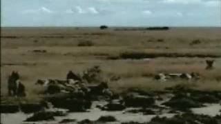 The Lions Share MusicByBiggJohn