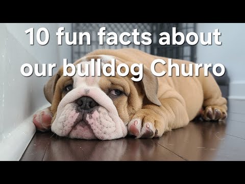 10 fun facts about owning an English Bulldog