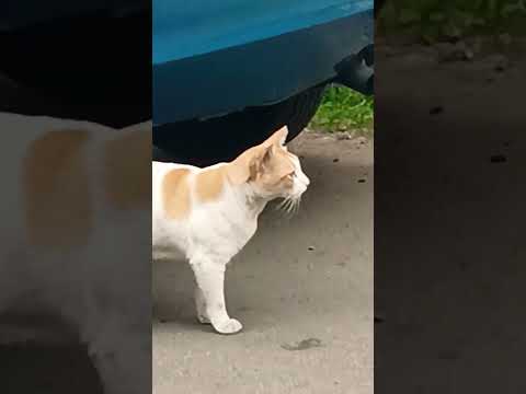 #billi mausi🐱😹