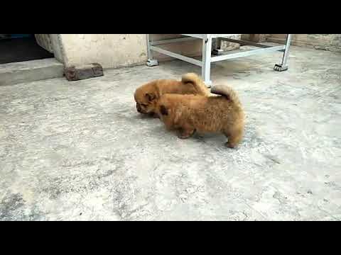 Chaw Chaw  puppy sell call only 9143236977