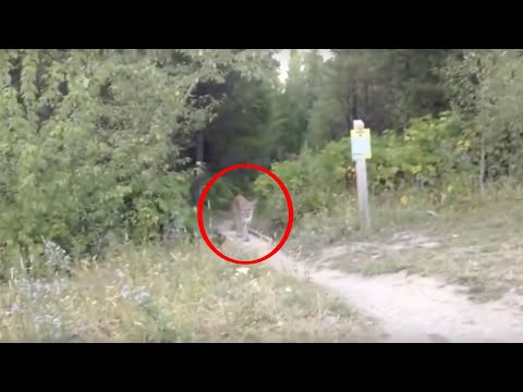 5 Scary & Unexpected Videos Recorded From The Woods…